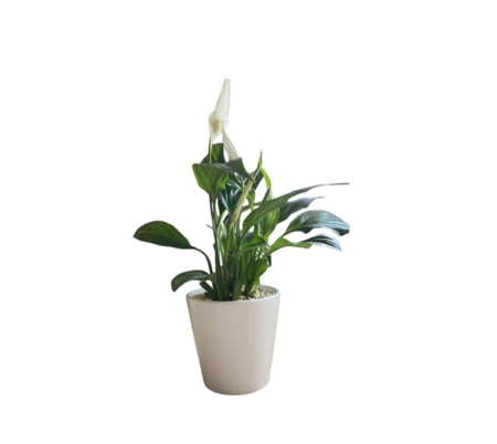 עציץ עם הקדשה אישית